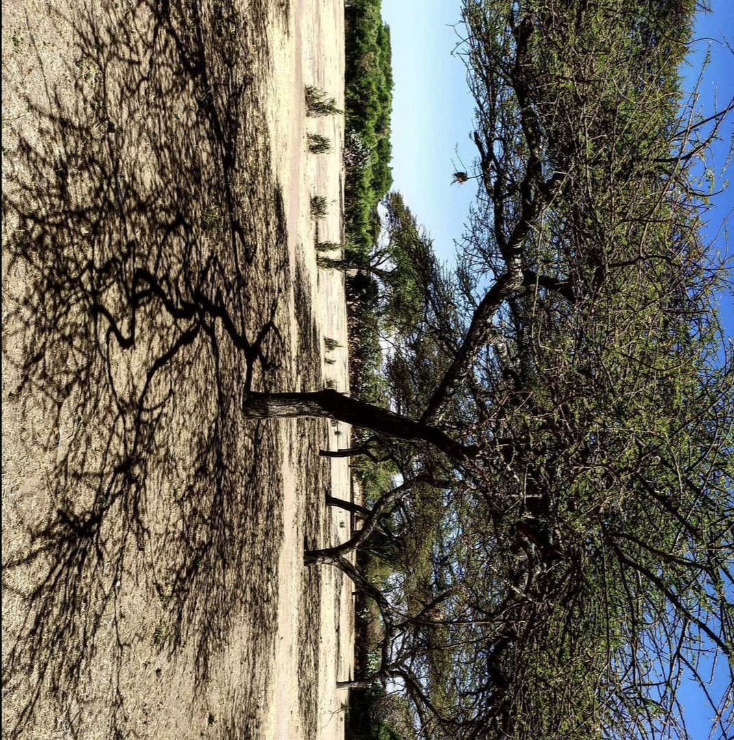 Tree and building scene in Ethiopia