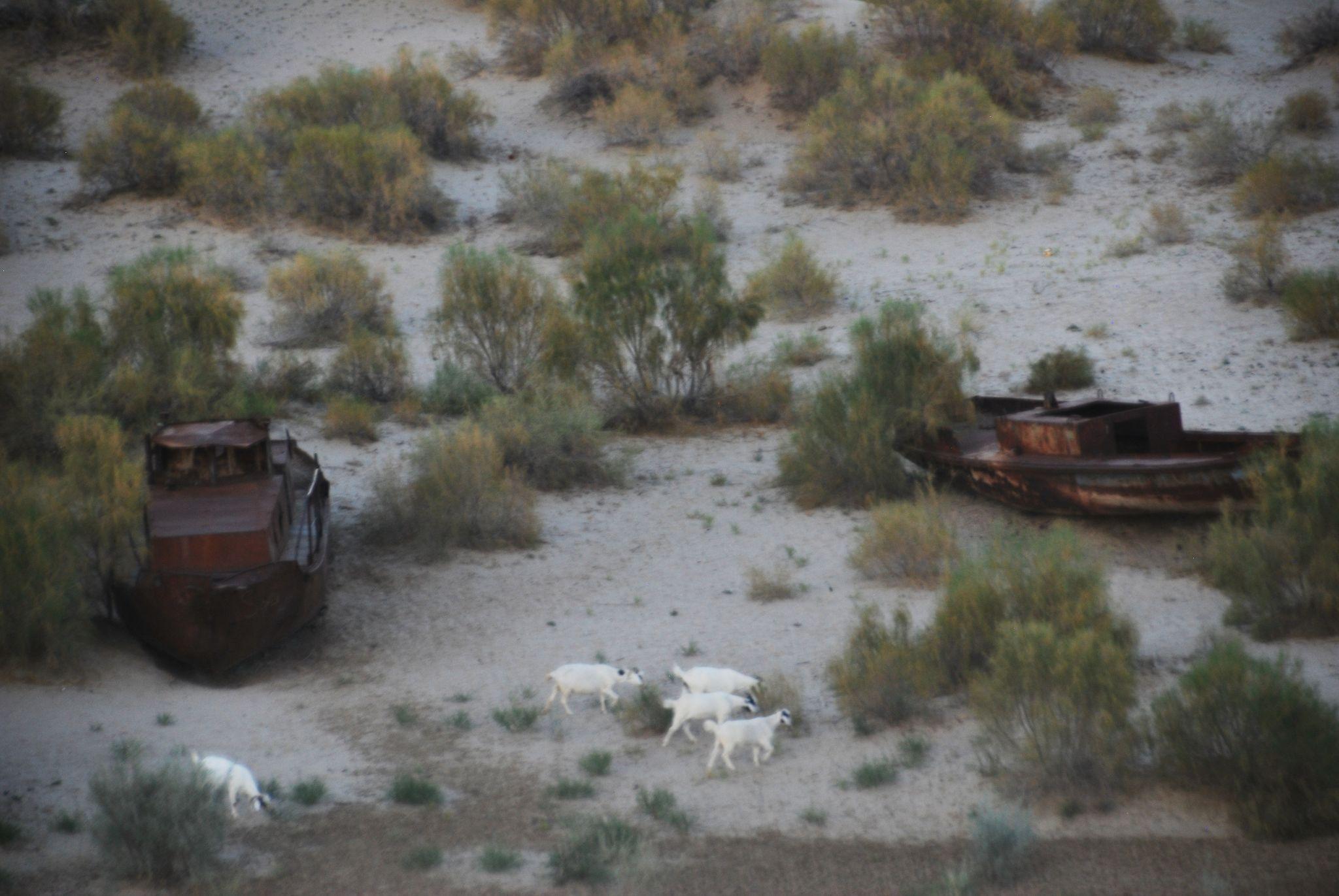 Sheep walking among shipwrecks in the dried Aral Sea